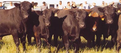 Plan Toros 2007