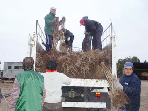 Se entregaron plantas de almendros y nogales