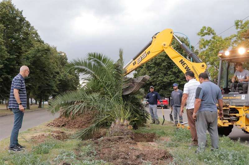 La Secretaría de Espacios Públicos y Ambiente repuso la palmera en Av. Gral. Paz