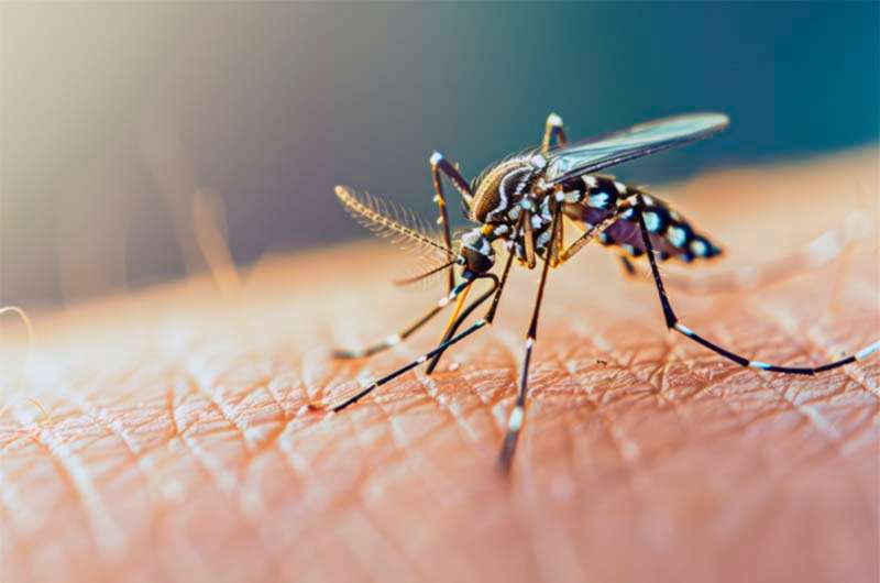 Alertan sobre el avance del dengue con la llegada de la primavera