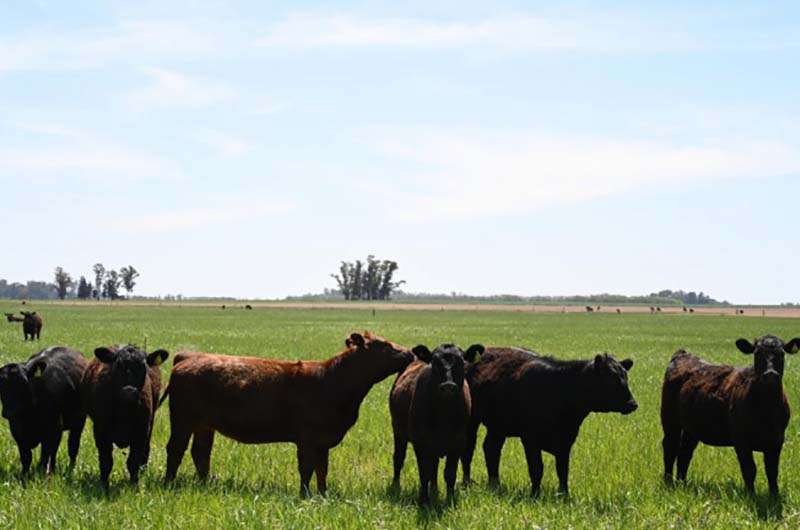 Calendario de vacunación 2026 para las campañas contra la fiebre aftosa