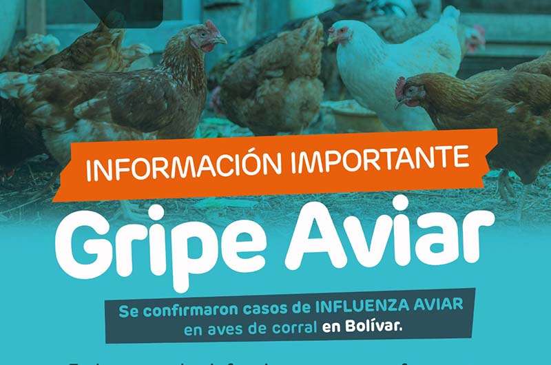 Confirman casos de influenza aviar en aves de corral en un establecimiento de Bolívar