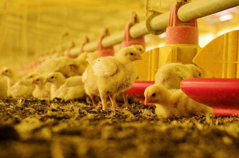 Argentina restituye su estatus de país libre de influenza aviar altamente patógena