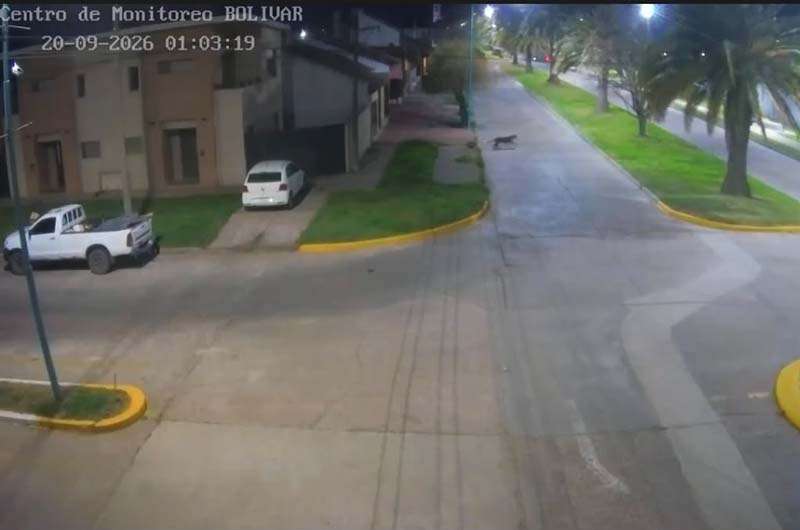 Presencia de un puma en la ciudad